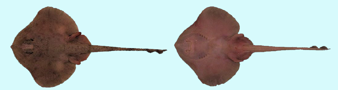 rajella fillae_07